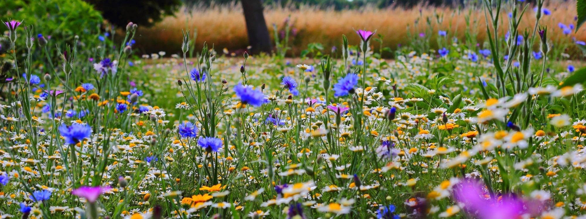 Entretenir son jardin en t