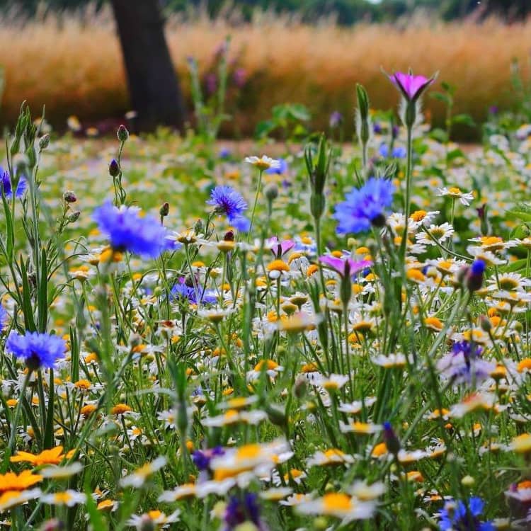 entretien de jardin en été comment faire ? 