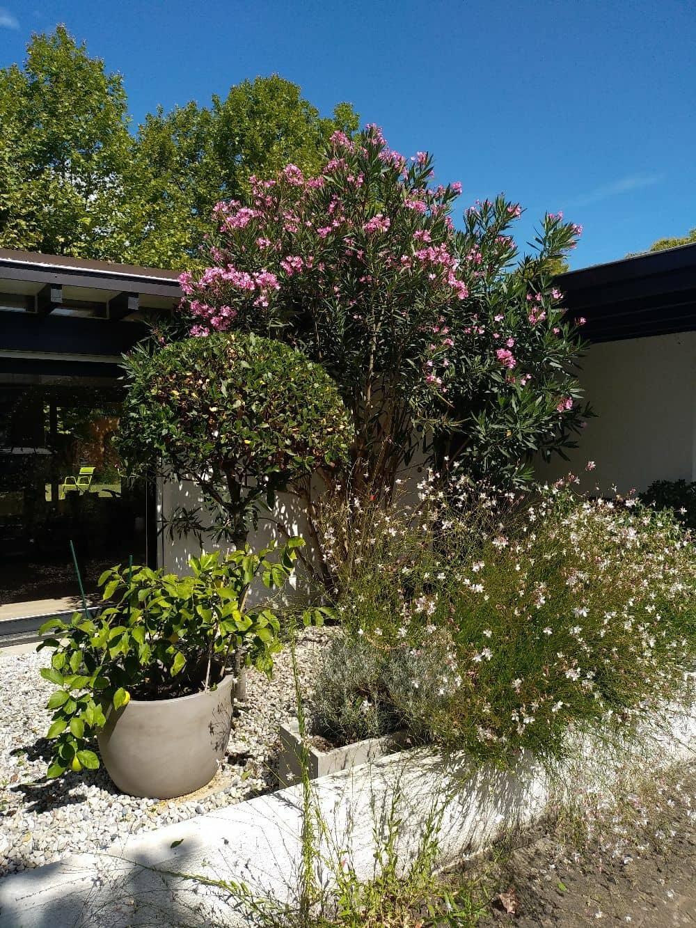 Créer son jardin secret à Bordeaux : aménagement de jardin dans une échoppe