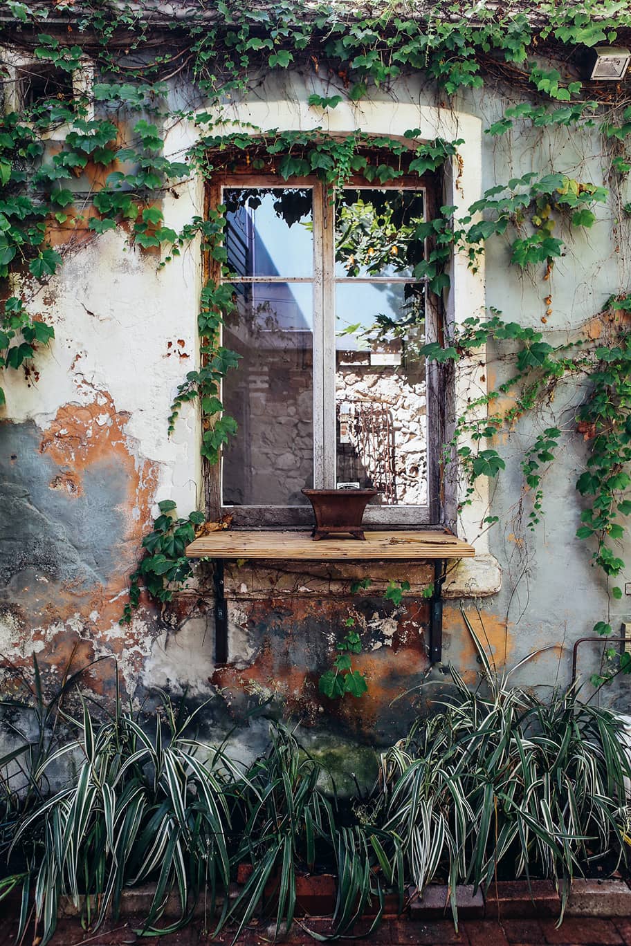 Image illustrant un jardin sans entretien. On y voit une fenêtre entouré de lierre et des plantes mal entretenues