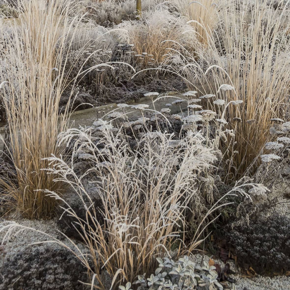 Preparer son jardin en hiver