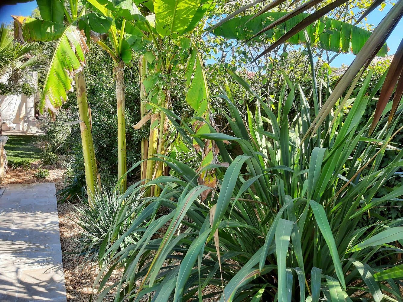 Massif paysager réalisé avec des plantes tropicales et méditerranéennes et conçut par notre paysagiste à Eysines