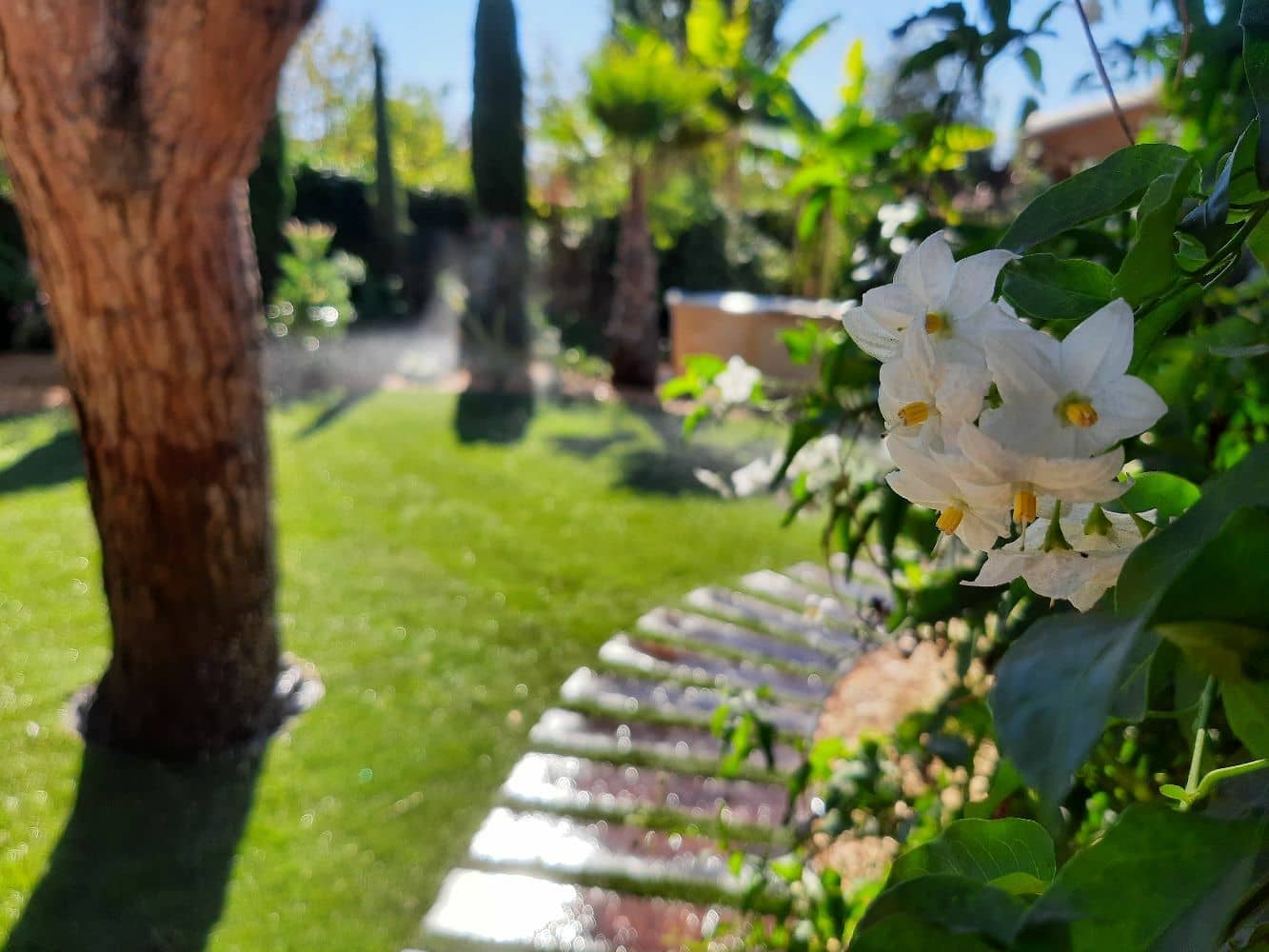 Photo d'un jasmin présent dans un jardin aménagé par un architecte paysagiste à Eysines