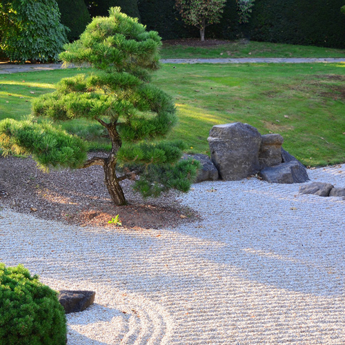 Photo d'un jardin zen japonais avec un pin taillé en bonsaï
