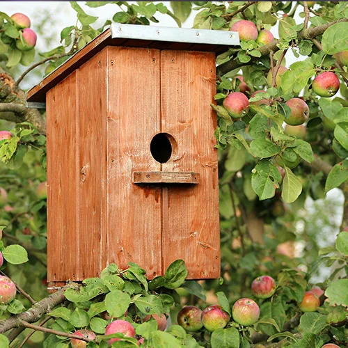 Photo d'un pommier, le pommier nain est idéal pour un jardin potager à saint-médard