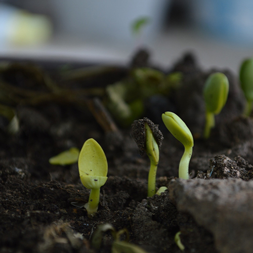 Utilisation de l'engrais lors de la plantation et le semis 