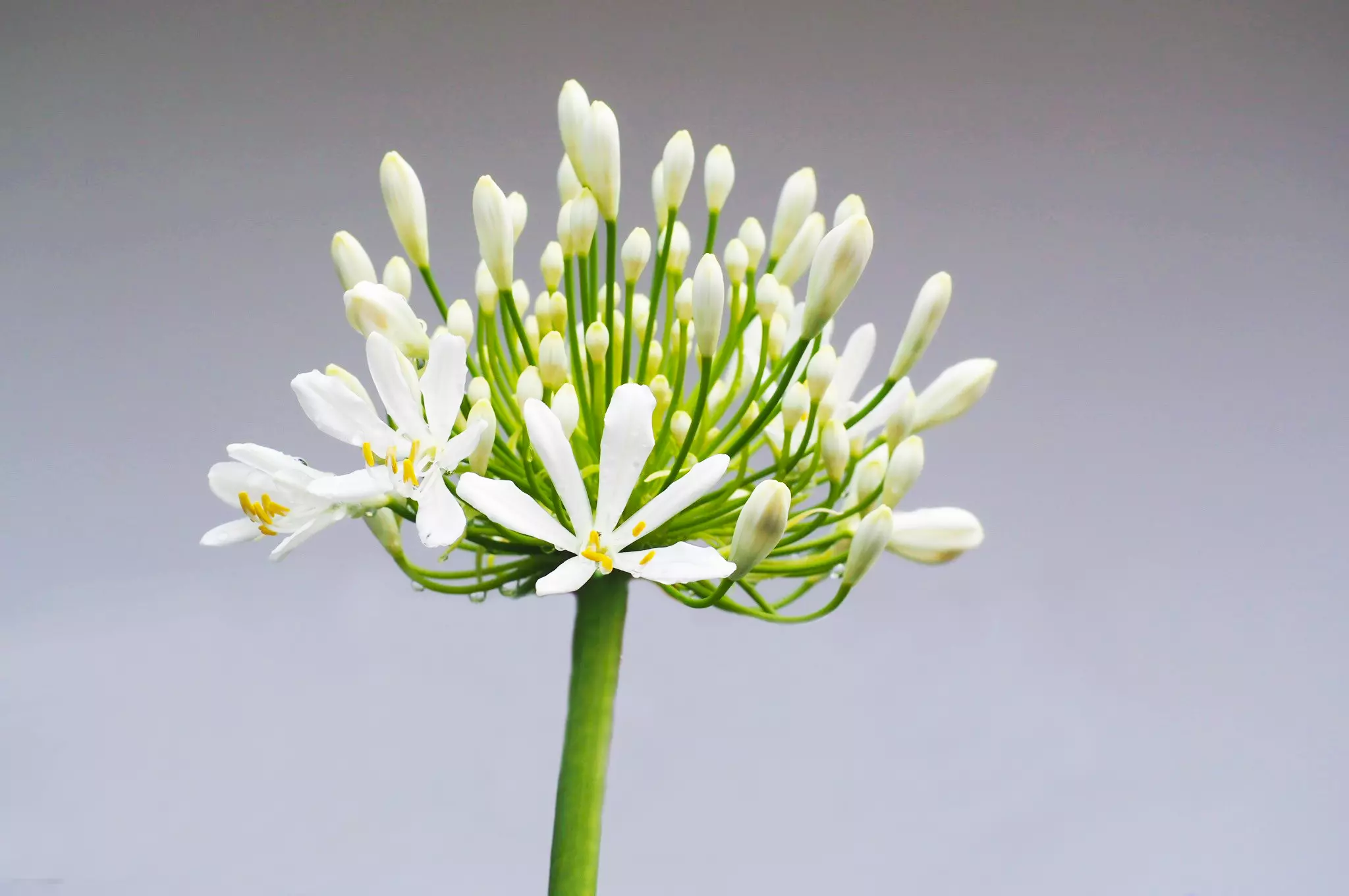 Fleur d'agapanthe blanche