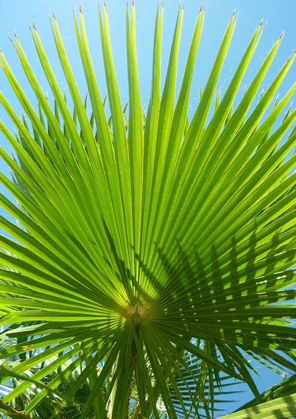 aménagement jardin exotique Bordeaux : le palmier, une plante idéale pour apporter une touche d'exotisme à votre jardin