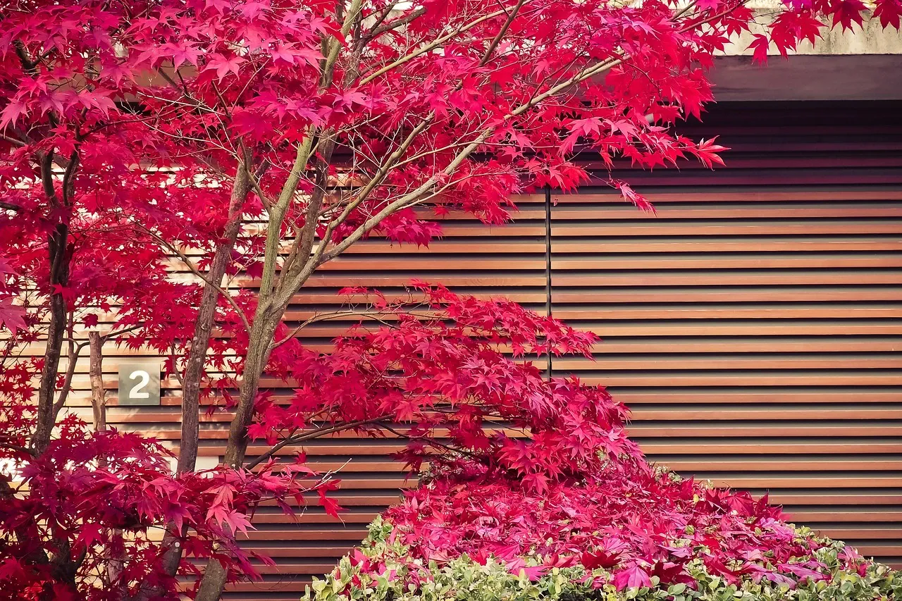 Erable japonais à la couleur vive et flamboyante devant une façade en bois