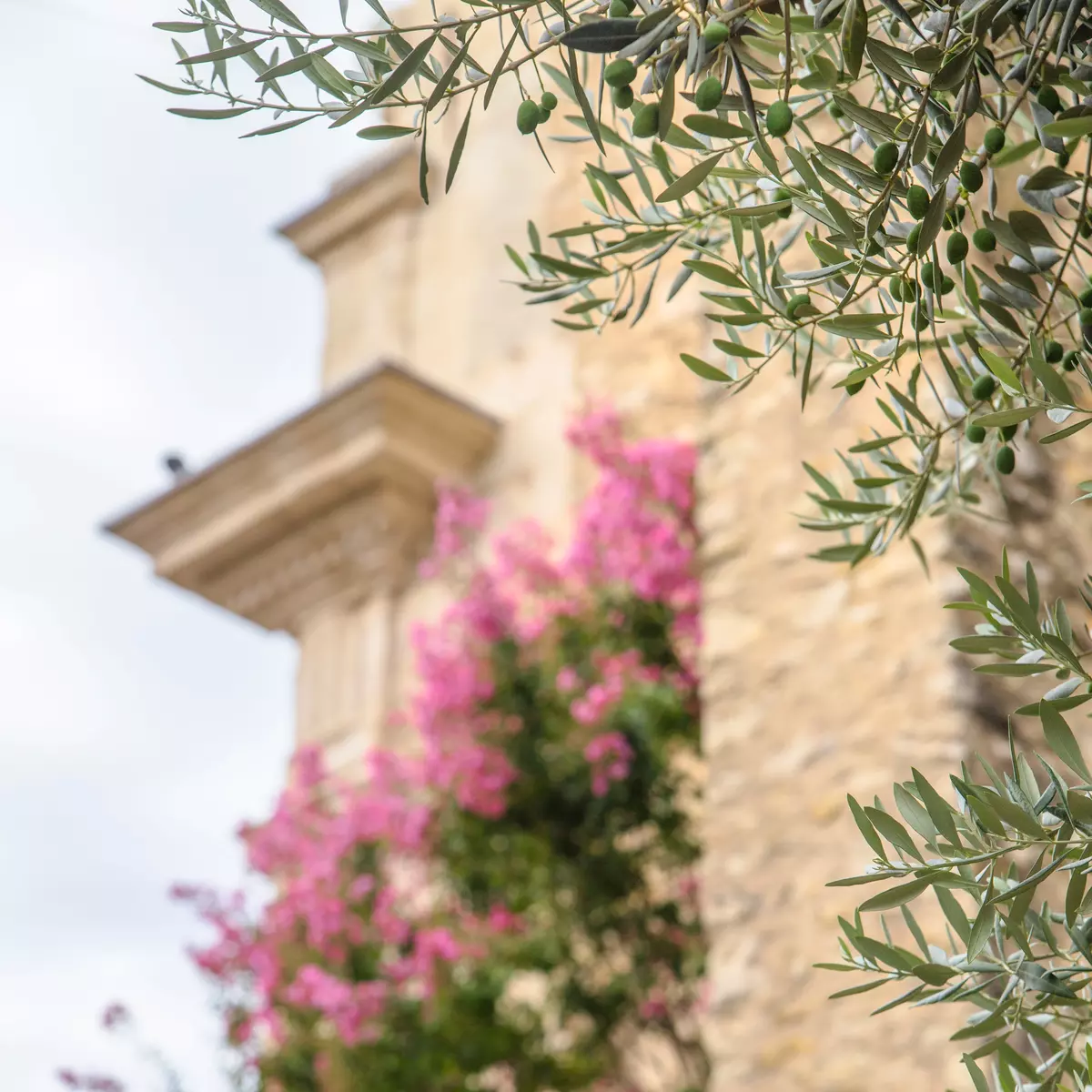 Photo d'un olivier avec en arrière plan, un bougainvillier grimpant sur la façade d'une maison. 
