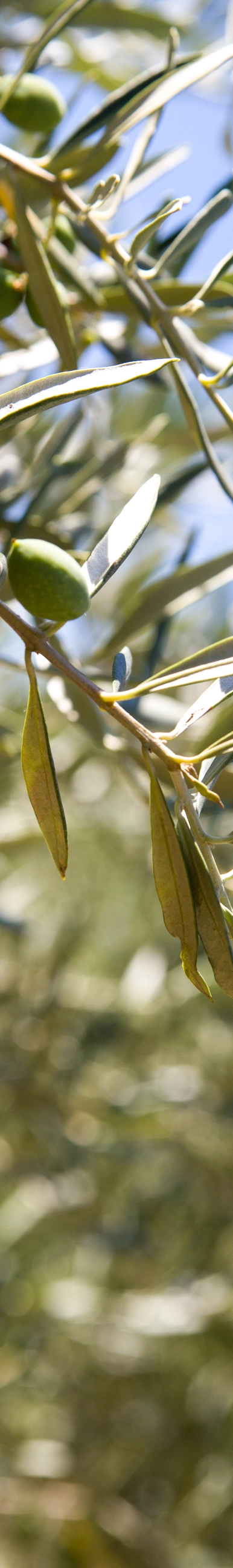 photo d'un olivier, un arbre caractéristique et symbolique des régions méditerranéennes