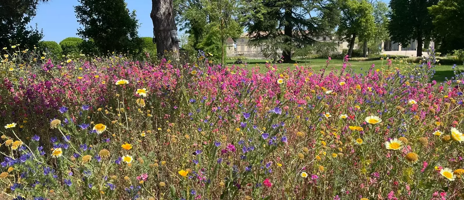 Photo d'un massif de fleurs réalisé pour un château en Gironde