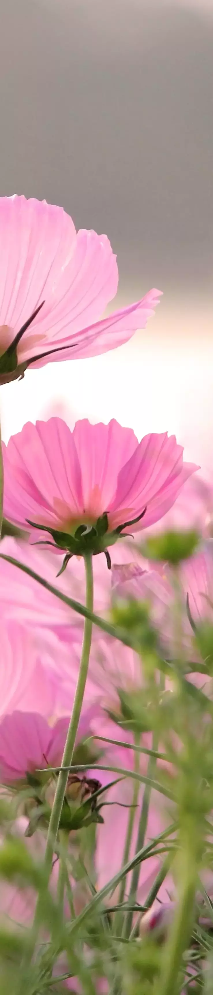 Photo d'une fleur illustrant un jardin sain et en bonne santé 