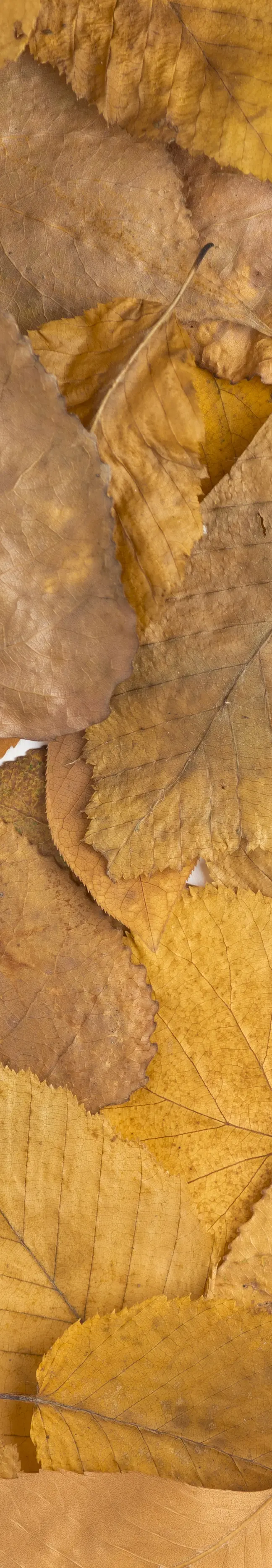 Photo de feuilles mortes pour illustrer notre service de soufflage et ramassage de feuilles mortes