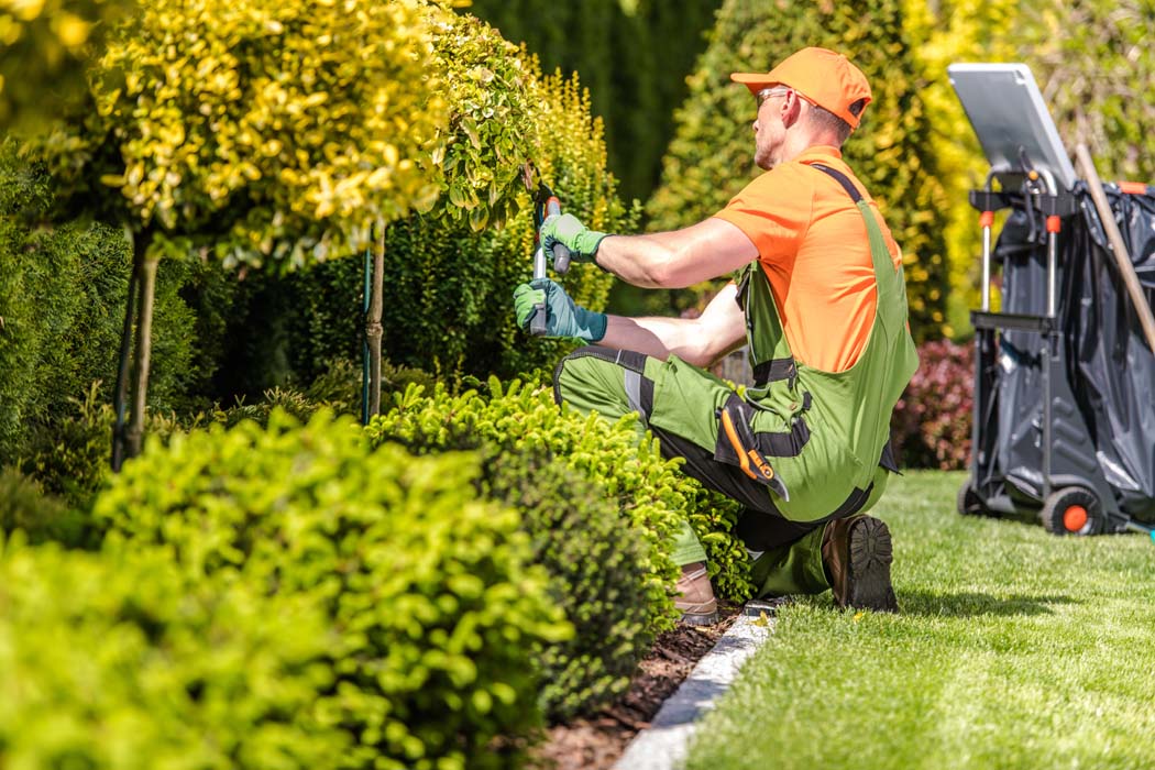 Jardinier Bordeaux qui réalise une taille en topiaire