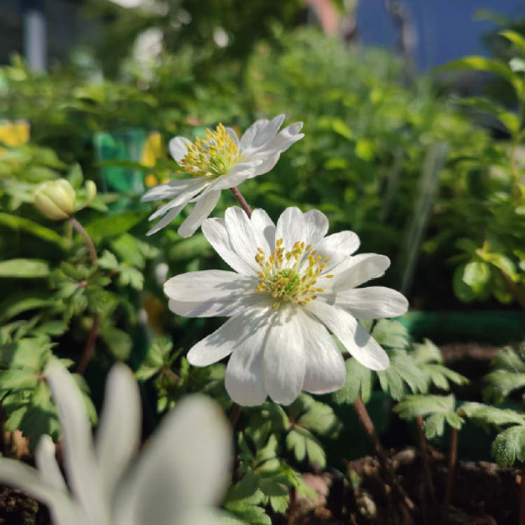 Preparer son jardin au printemps