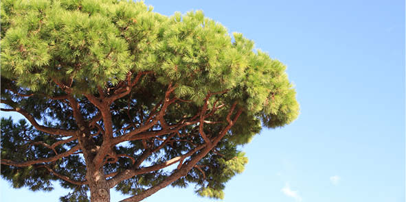 Pin parasol, arbre très répandu dans la région bordelaise