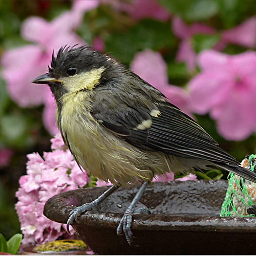 Photo d'un oiseau prenant un bain dans un jardin