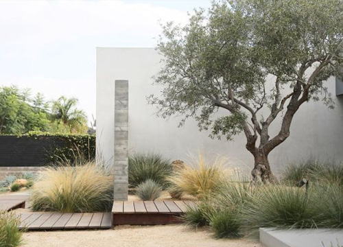 Jardin très moderne et design de type "Xeroscaping", avec des graminées, et un olivier