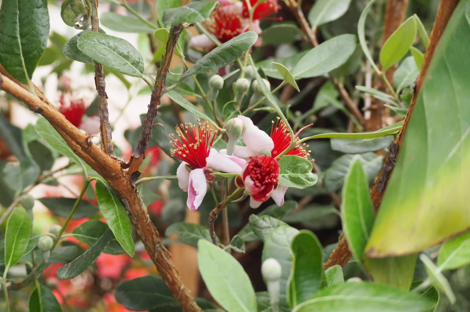 Amnagement paysager d'un jardin (le Haillan)