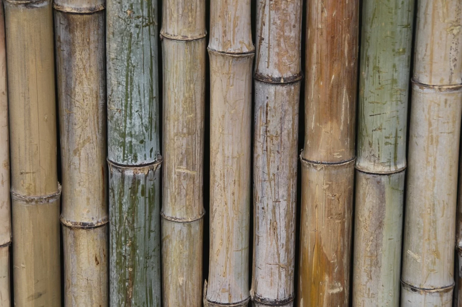 Arrachage de bambous