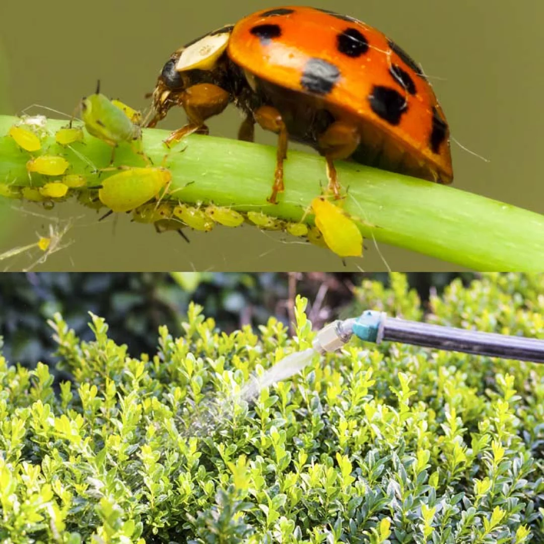 Entretien de jardins