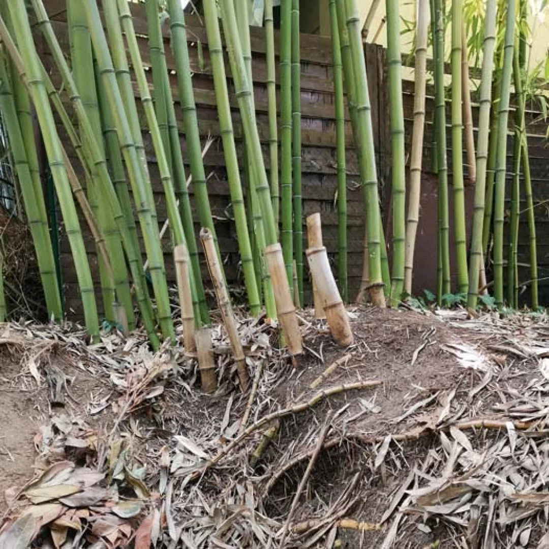 Arrachage de bambous